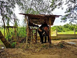 Elephant Village-06