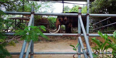 Elephant Village-08