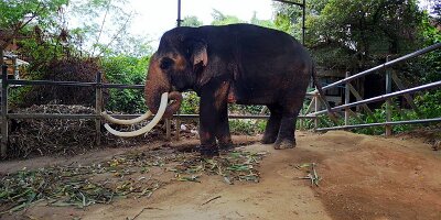 Elephant Village-09