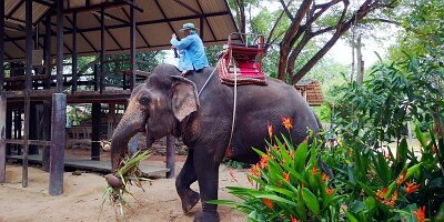 Elephant Village-11