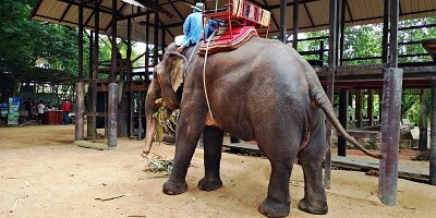 Elephant Village-12