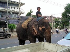 02 Elefant-02