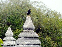Wat Phu Khao Thong-07