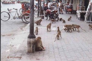 Lopburi-Allgemein-08