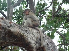 Lopburi-Sarn-Phra-Karn-13