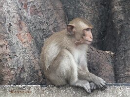 Lopburi-Sarn-Phra-Karn-14