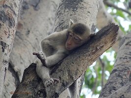 Lopburi-Sarn-Phra-Karn-17