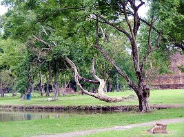 Wat Si Sawei-06